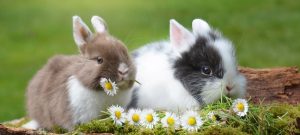Advantages and Disadvantages of Having a Rabbit