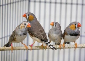 What are the Benefits of Keeping Birds? (Secret Ravel)